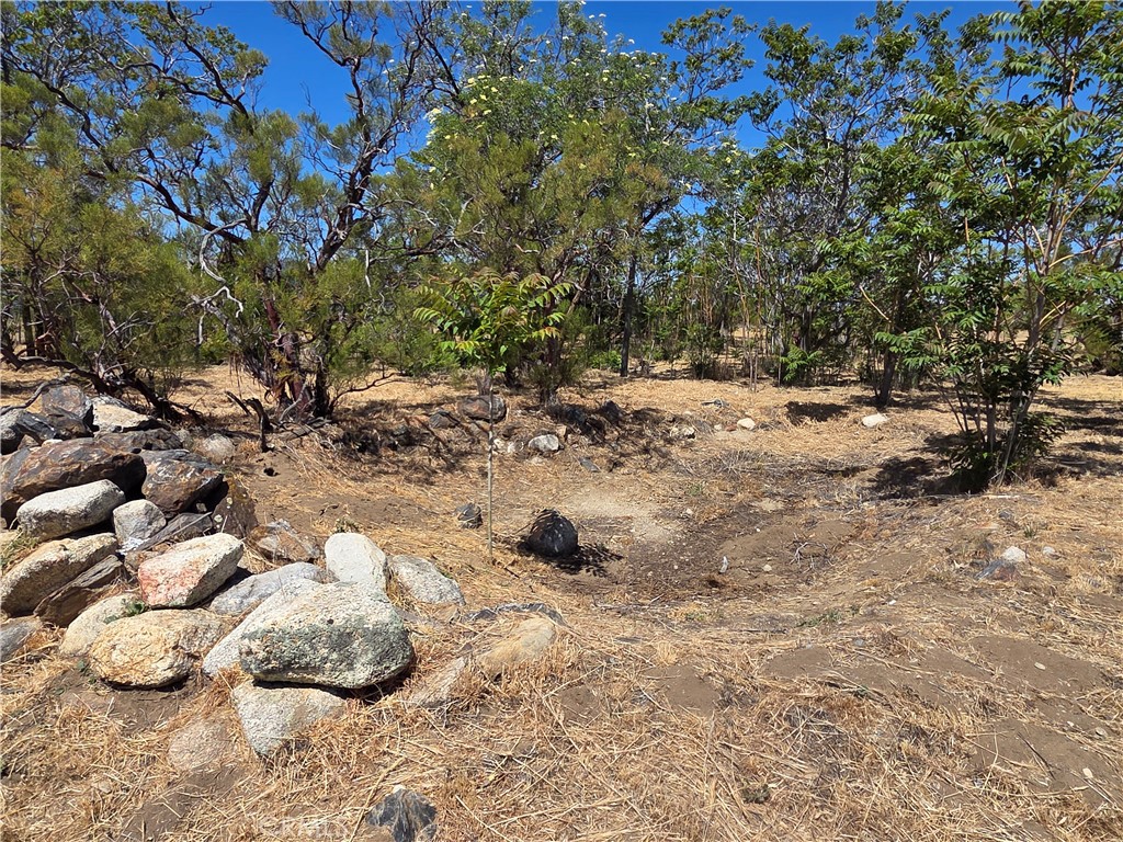 37230 Bautista Canyon Road Anza, CA 92539 - Photo 8 of 28 a view of a dry yard with trees