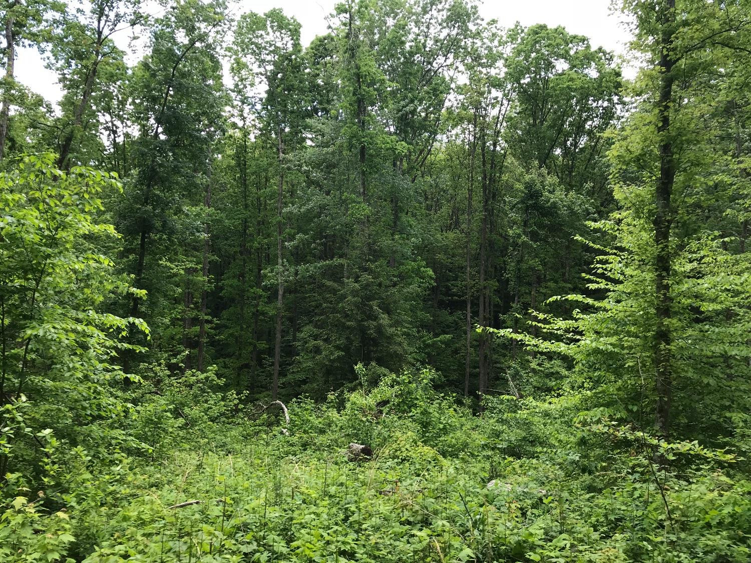 1 Amos Ridge Road Frenchburg, KY 40322 - Photo 7 of 15 Listing Photo