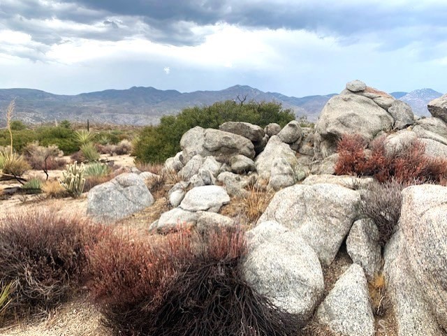 a view of a lot of trees in the background