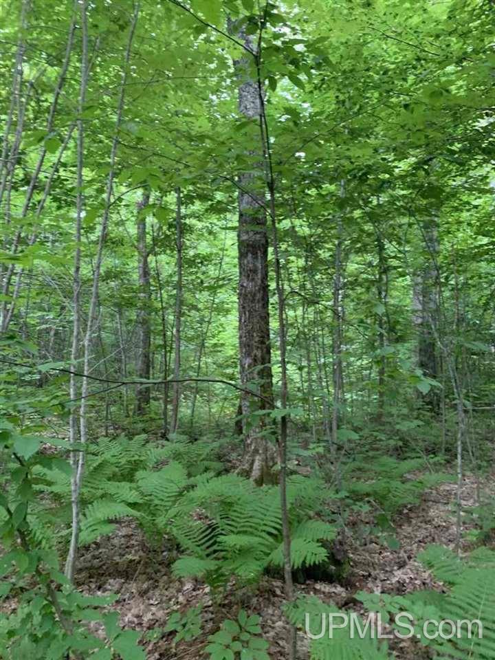 Tbd Off Old Mill Road Toivola, MI 49965 - Photo 4 of 10 Gallery Image 4