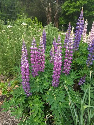 $675,000 | 1803 Fleming Road, Greensboro, NC 27410