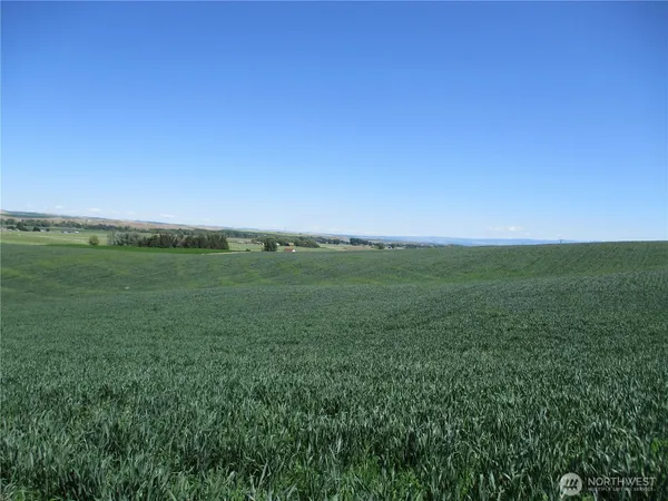 a view of a field with an ocean