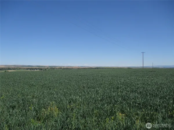 a view of a field with an ocean