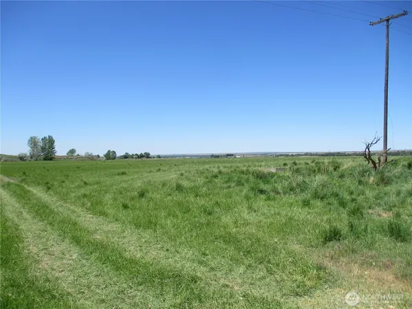 a big yard with a tree in the background