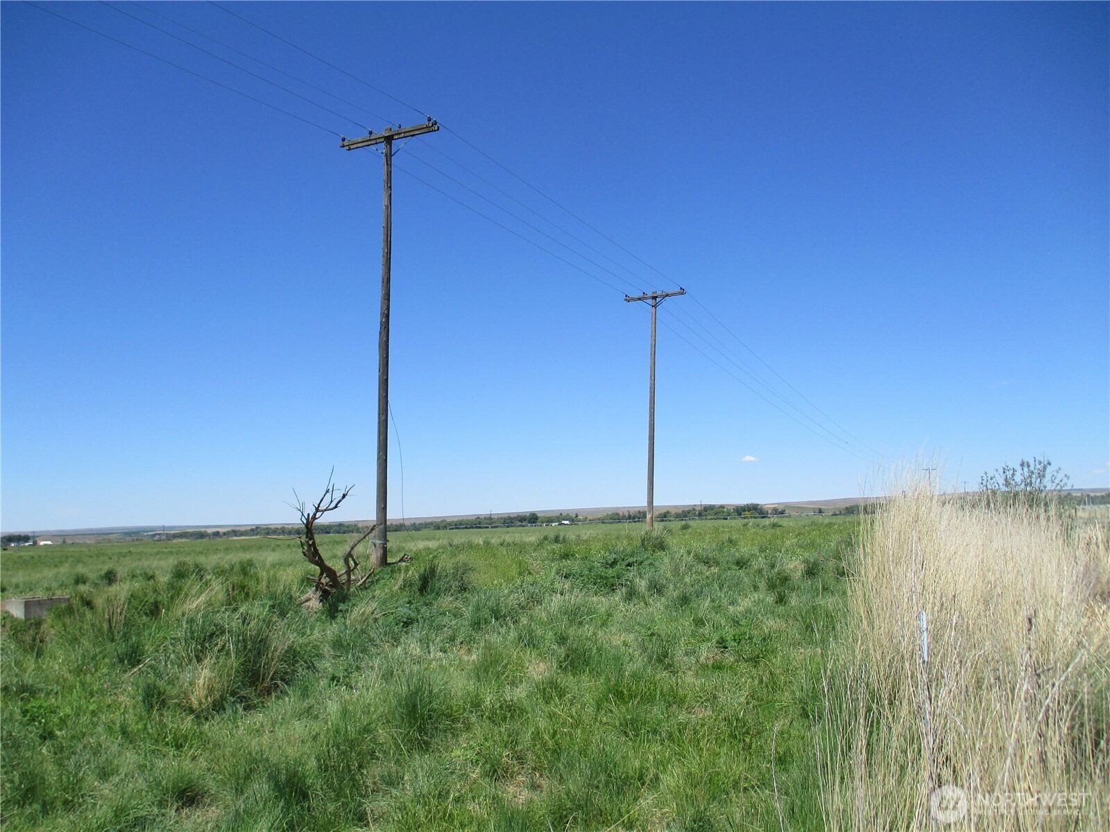 4285 Detour Road Touchet, WA 99360 - Photo 5 of 15 a big yard with a tree in the background