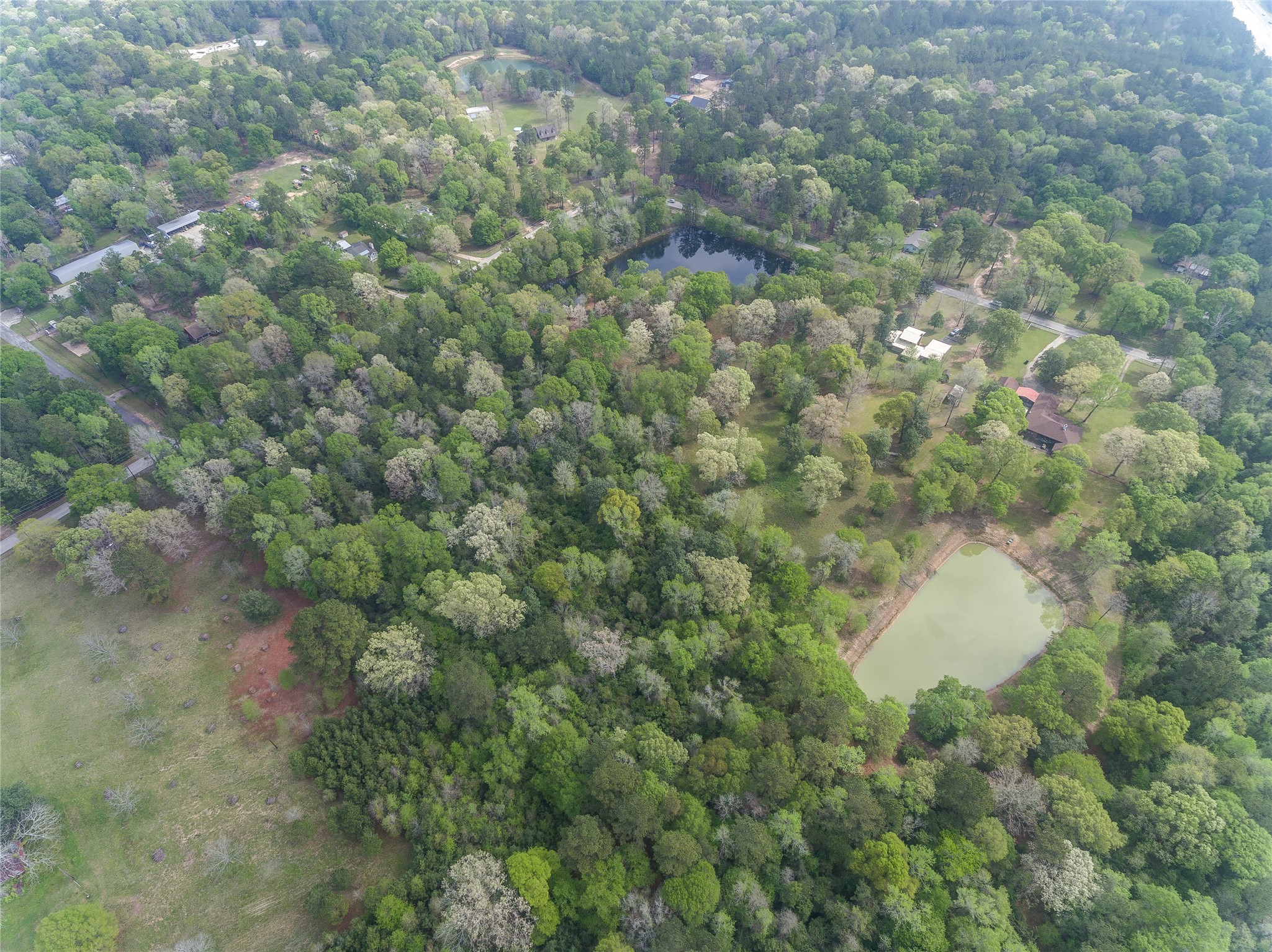 Tbd Tbd Firetower Road Conroe, TX 77306 - Photo 18 of 23 a close up of a plant