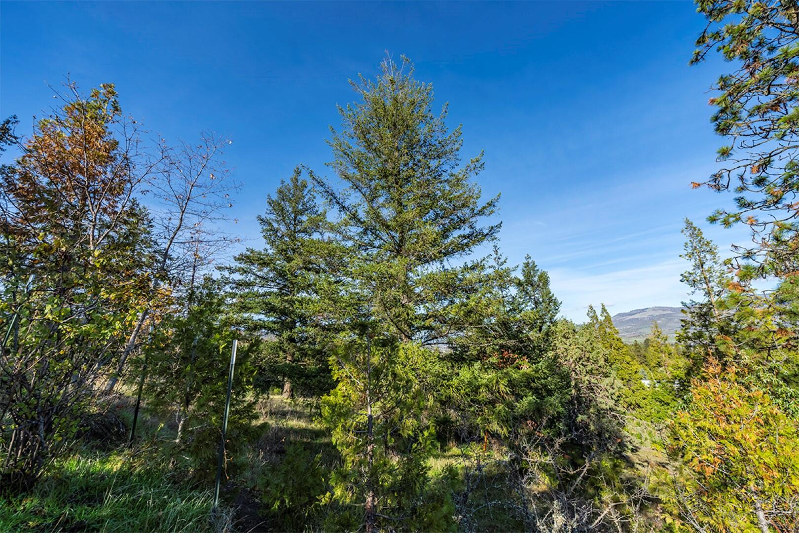 1057 Anderson Creek Road Talent, OR 97540 - Photo 41 of 50 DSC02764