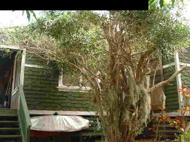 675 Mopua Street Haiku, HI 96708 - Photo 7 of 18 a view of a backyard