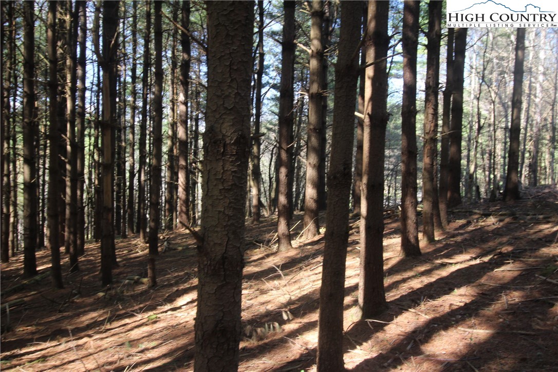 Pine Swamp Road Fleetwood, NC 28626 - Photo 1 of 5 a view of outdoor space with lots of trees