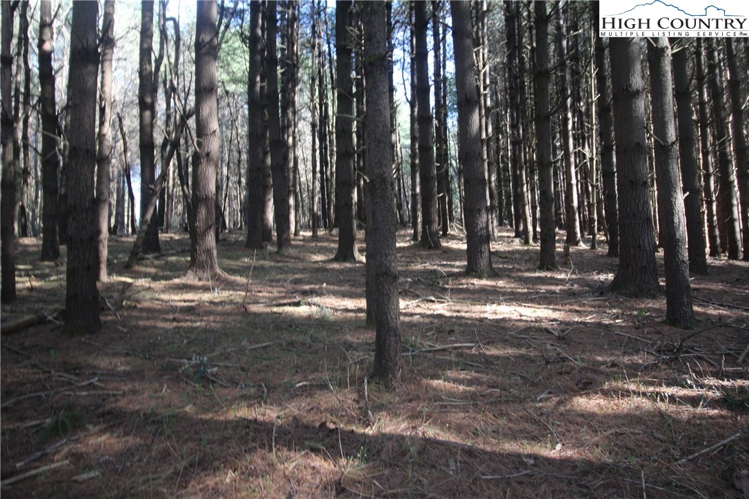 Pine Swamp Road Fleetwood, NC 28626 - Photo 2 of 5 a view of outdoor space with trees