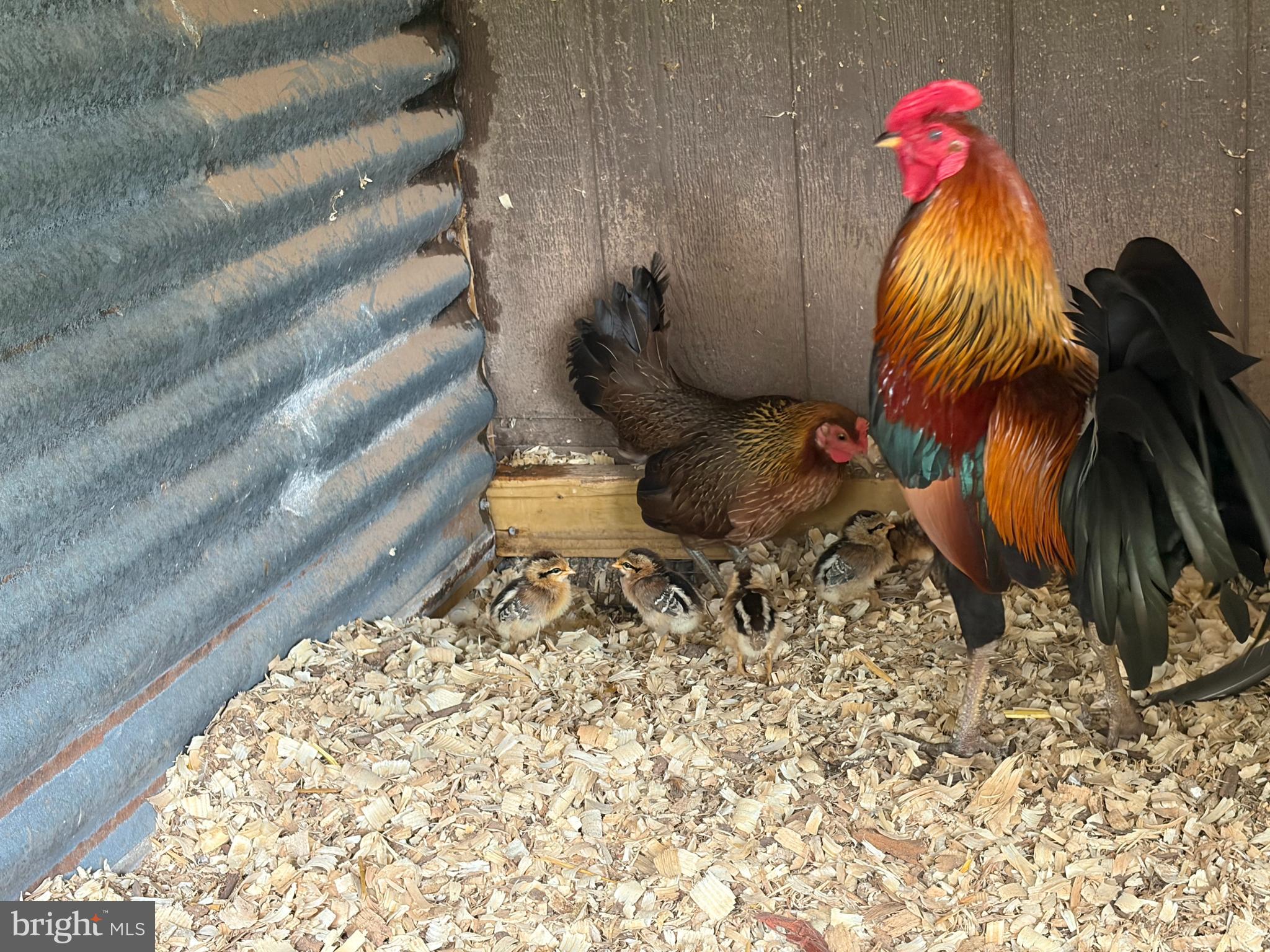 1935 Trevanion Road Taneytown, MD 21787 - Photo 45 of 62 Chickens