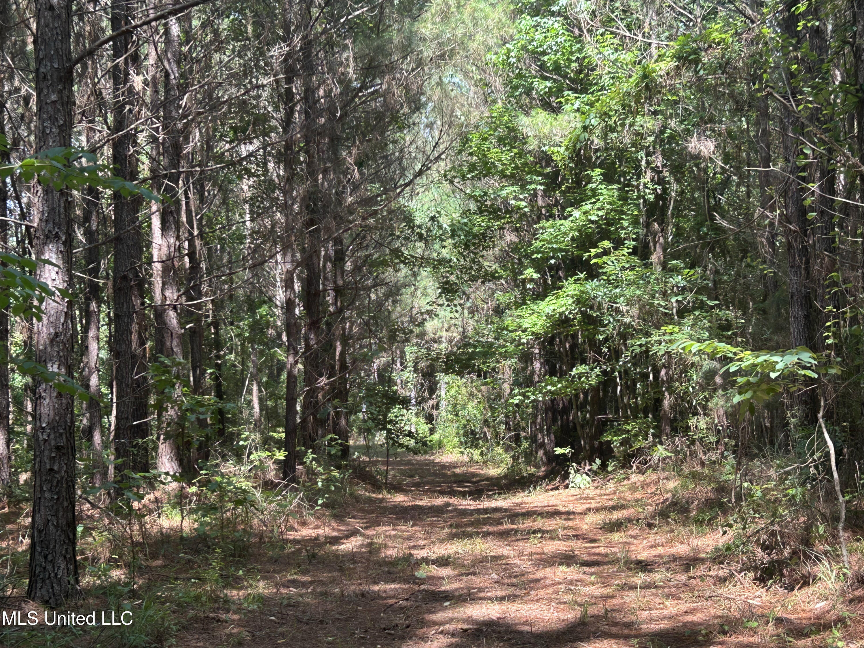 Bonds Road Roxie, MS 39661 - Photo 11 of 22 IMG_5295 4