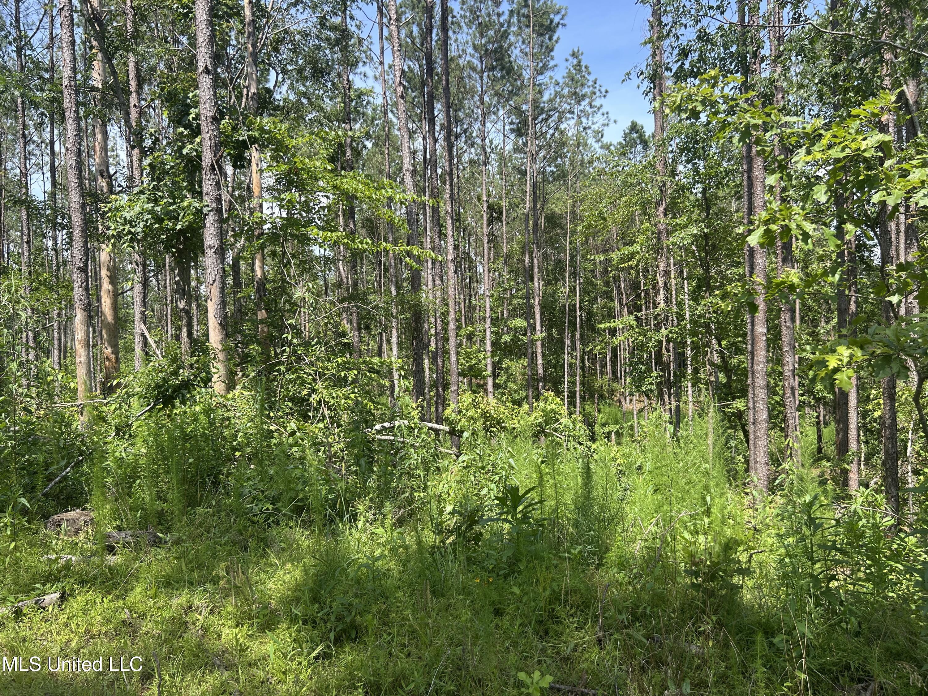 Bonds Road Roxie, MS 39661 - Photo 3 of 22 IMG_5287 4