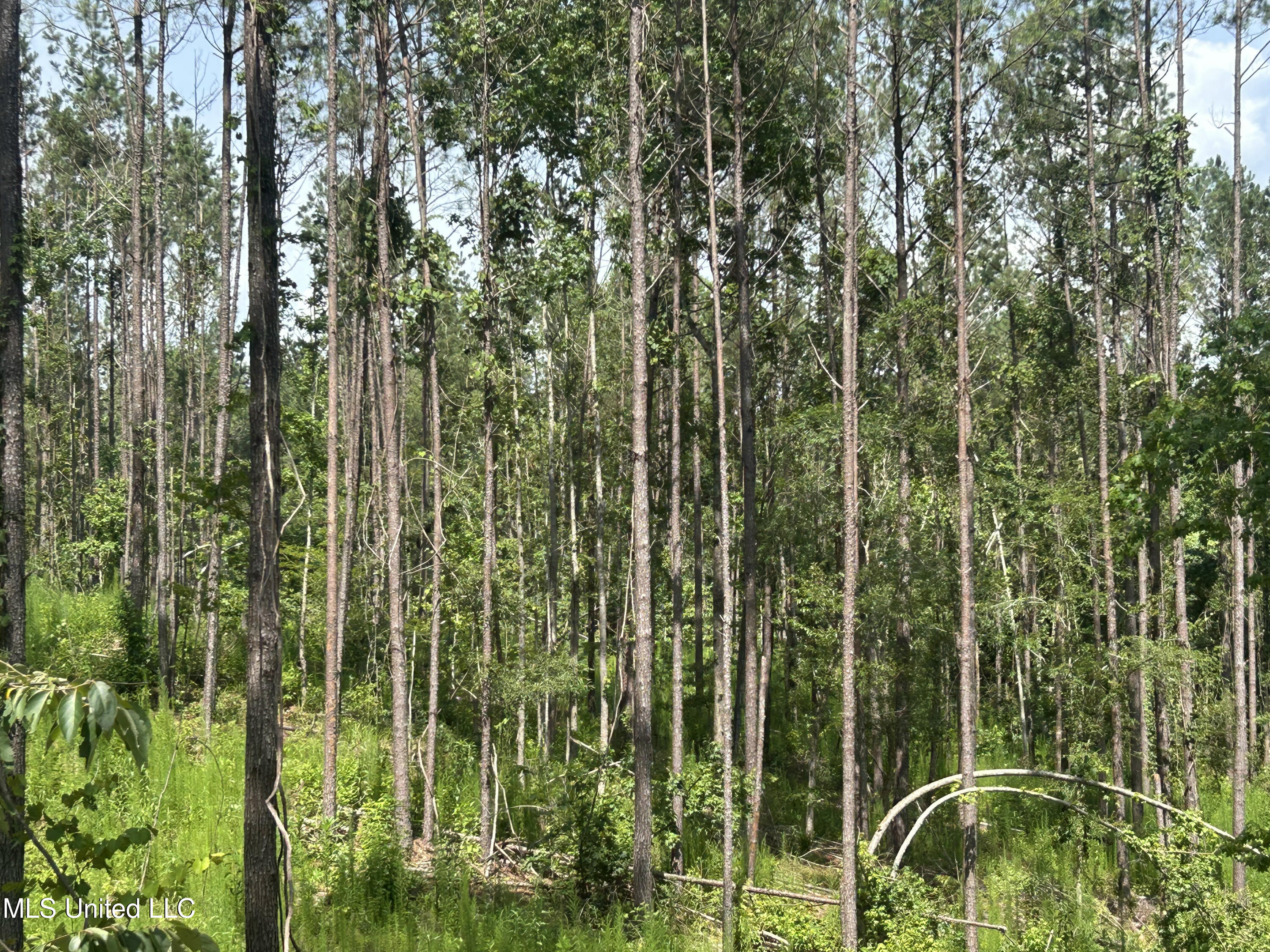 Bonds Road Roxie, MS 39661 - Photo 7 of 22 IMG_5291 4