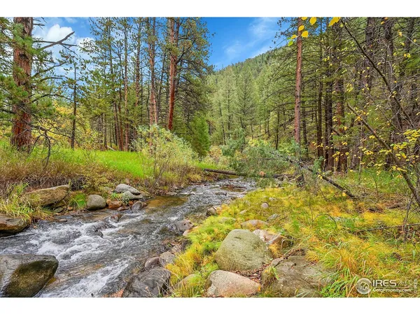 a view of a yard with plants and large trees