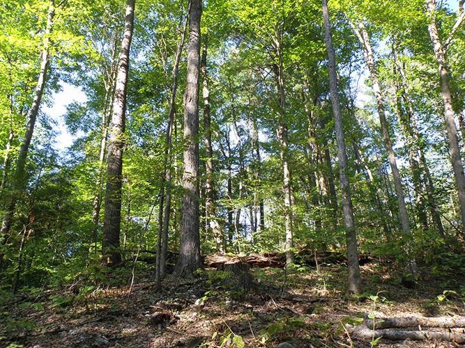 0 Pratt Road Salisbury, VT 05769 - Photo 1 of 17