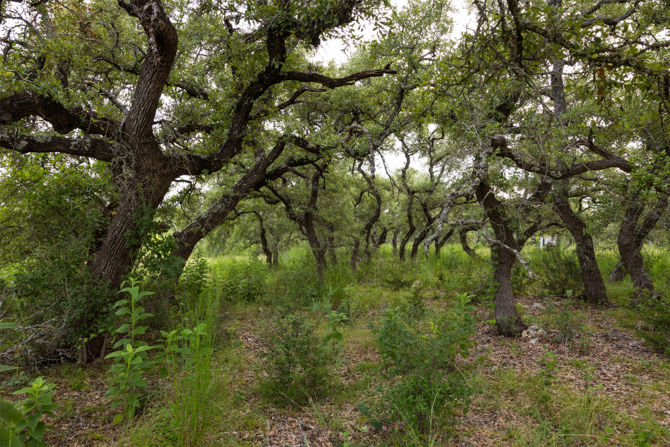3149 Byrd Ranch Road Johnson City, TX 78636 - Photo 26 of 39 View of nature