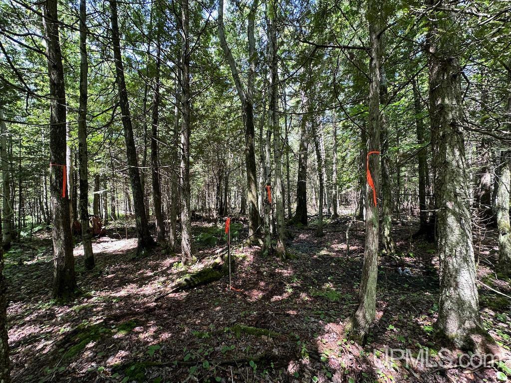 Parcel A Webb Road Grand Marais, MI 49839 - Photo 11 of 29