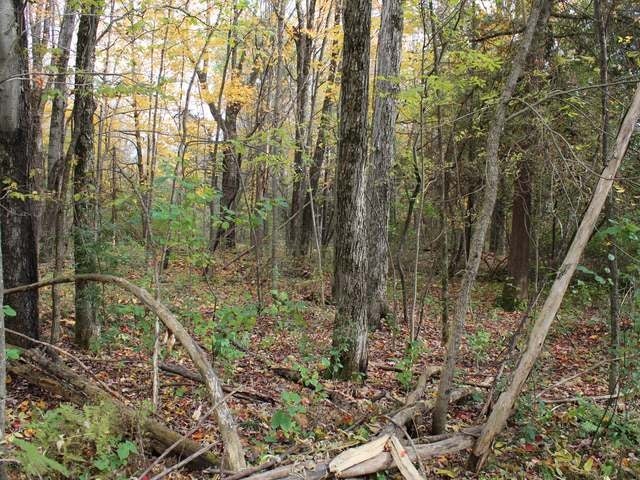 Lot 5 Sunset Point Road Tomahawk, WI 54487 - Photo 8 of 10 Gallery Image 8
