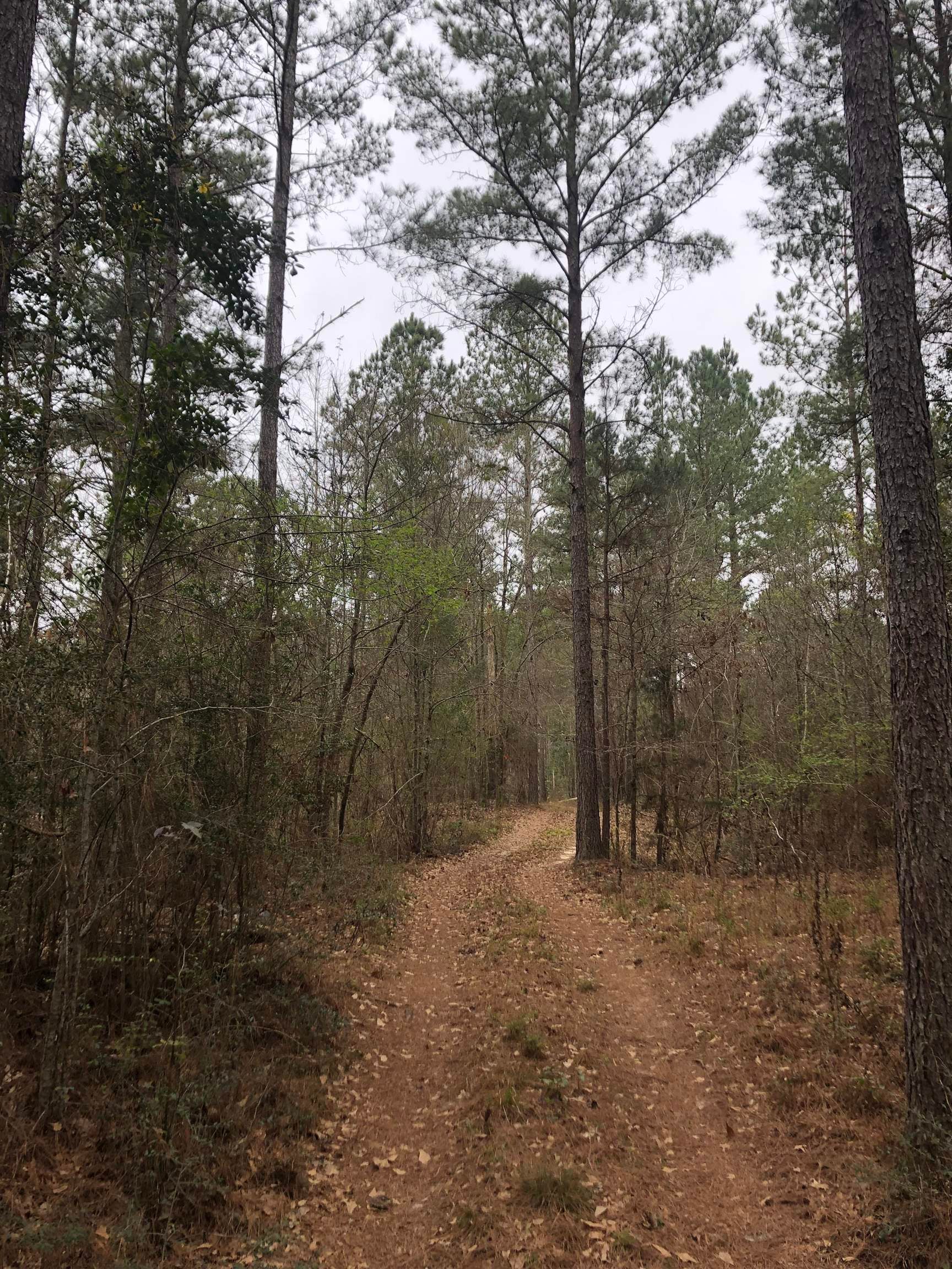 23414 Shreve Road Andalusia, AL 36421 - Photo 2 of 6 Gallery Image 2