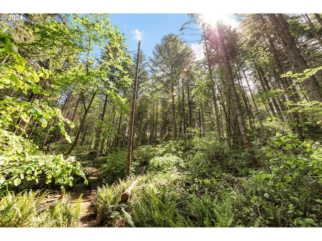 a view of a lush green forest with trees and some houses