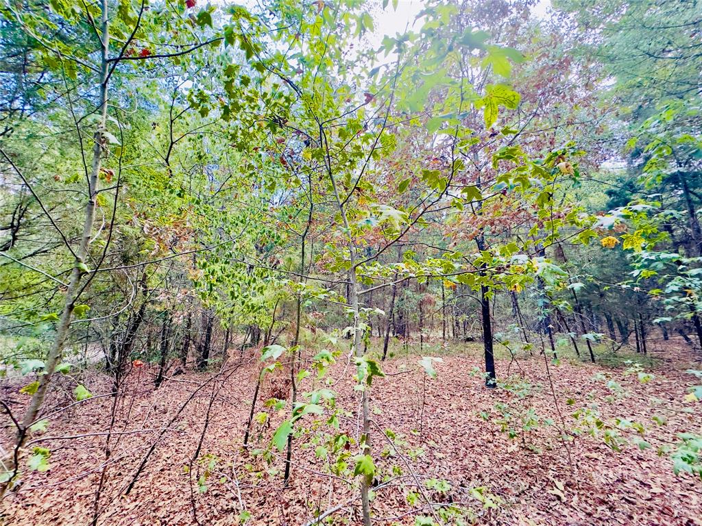 0 Apple Tree Road Gilmer, TX 75644 - Photo 13 of 34 Gallery Image 13