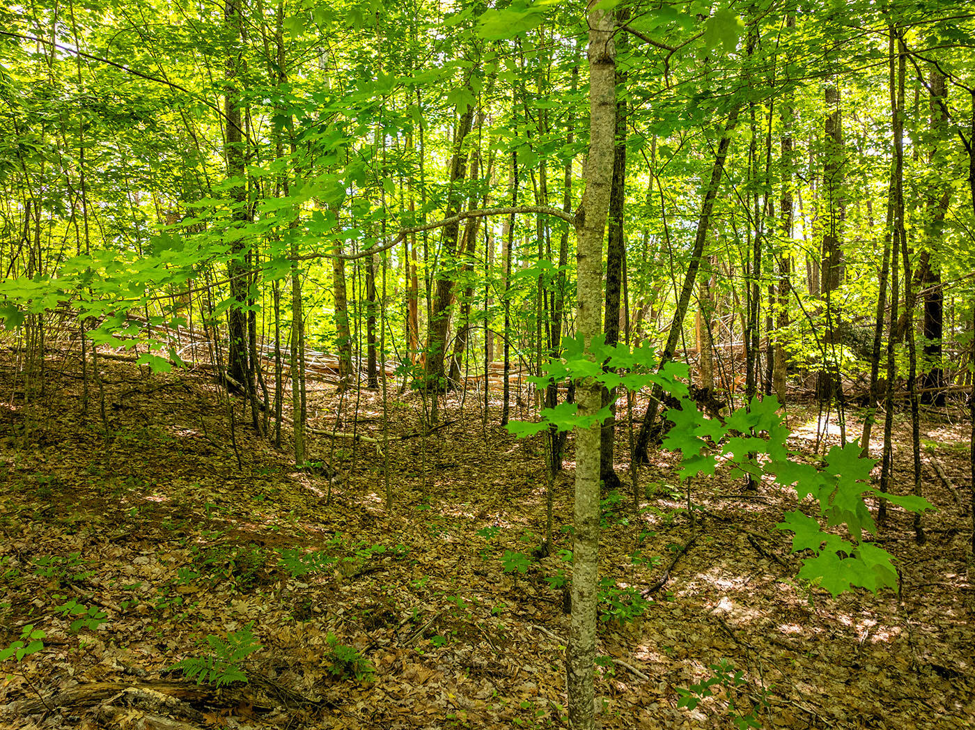 0 Narrows Road Lincolnville, ME 04849 - Photo 19 of 19 DJI_0716