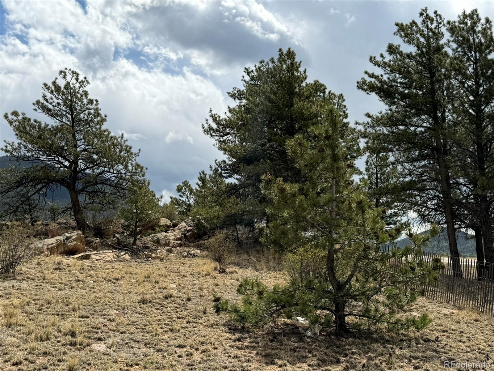 42 Turner Gulch Road Lake George, CO 80827 - Photo 7 of 23 a view of a yard with a tree