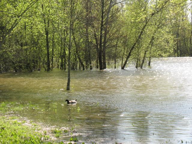 3 C Mann Road Lebanon, TN 37087 - Photo 4 of 4 a swimming pool with trees in the background