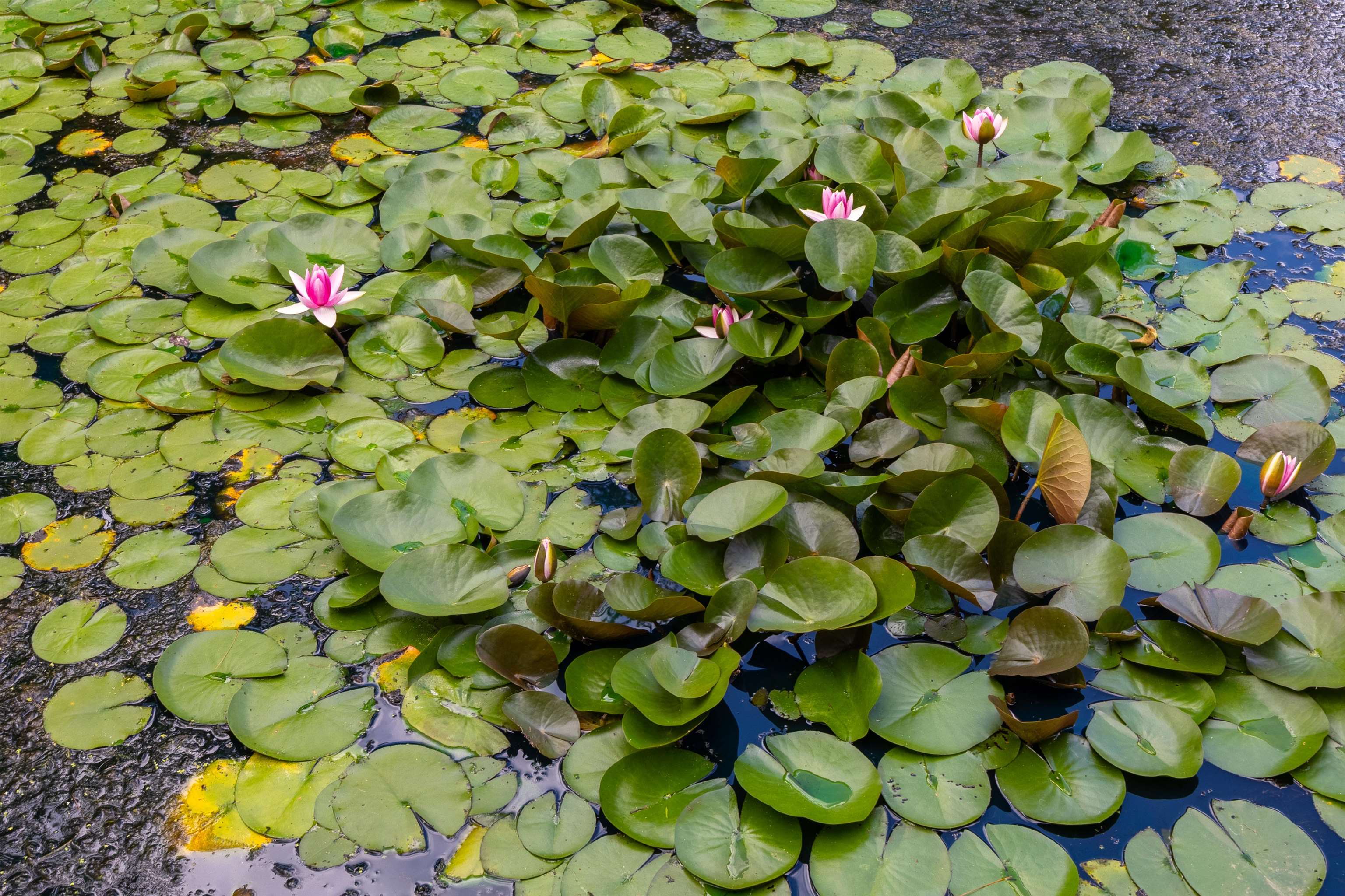 99 Rockingham Road, Unit 1 Londonderry, NH 03053 - Photo 33 of 42