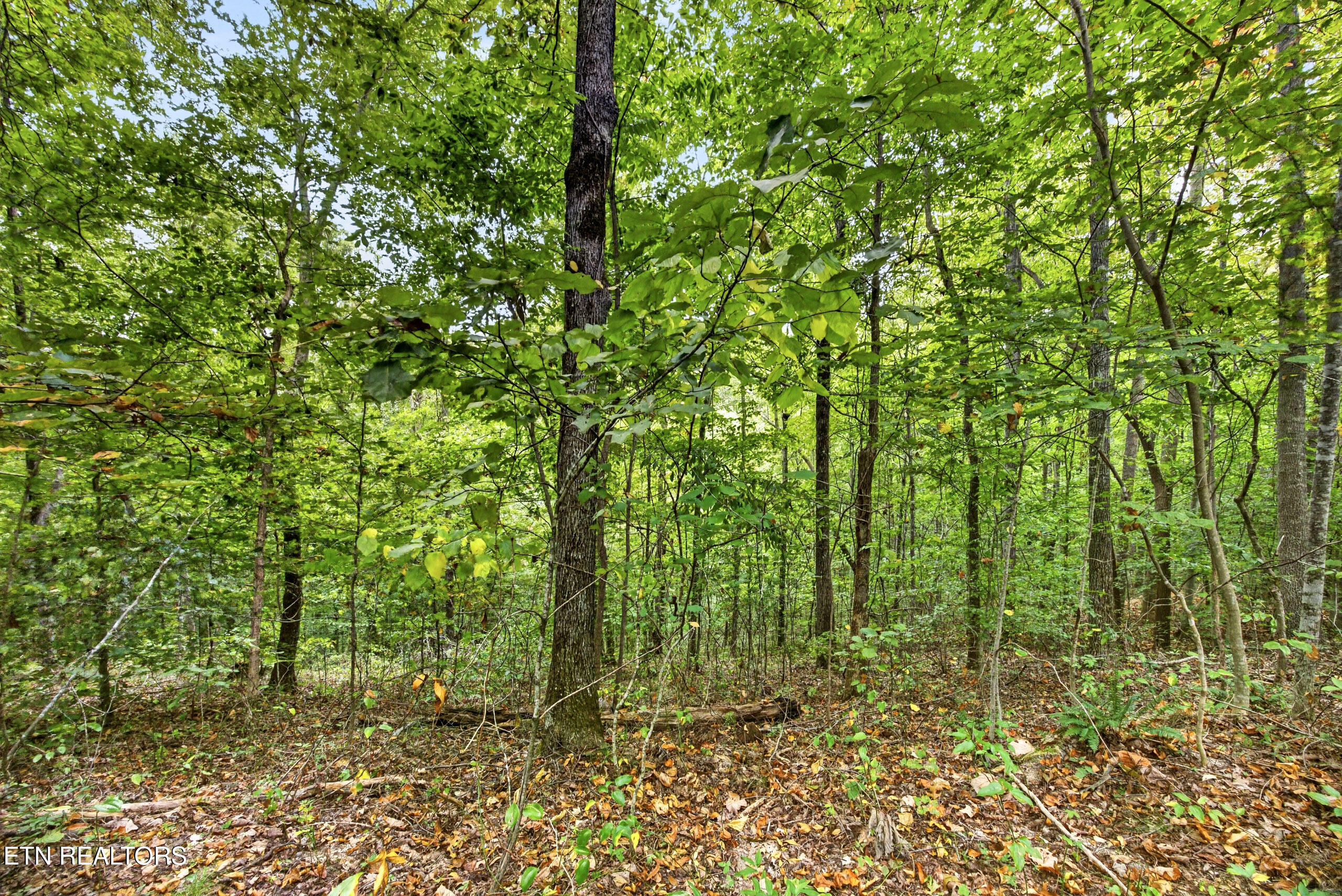 Lot 26 Timber Ridge Lane Celina, TN 38551 - Photo 3 of 12 2-8N5A6734
