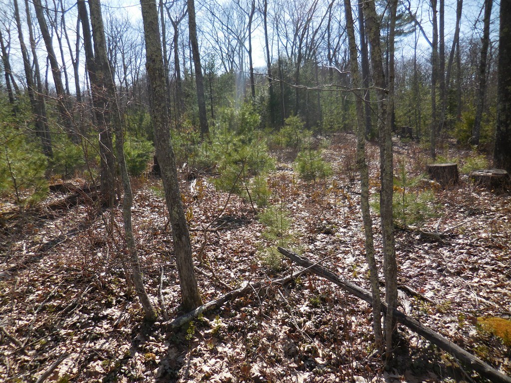 35 Simonds Hill Road Hubbardston, MA 01452 - Photo 5 of 6 Gallery Image 5