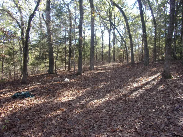 a view of a forest with trees