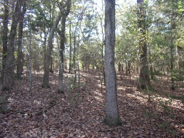 a view of a forest with trees