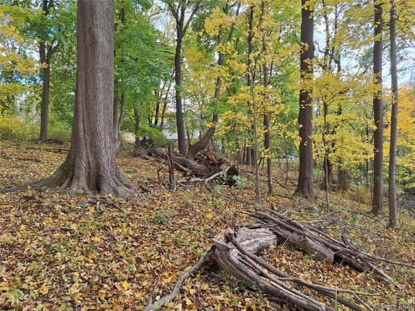 a view of a forest filled with trees