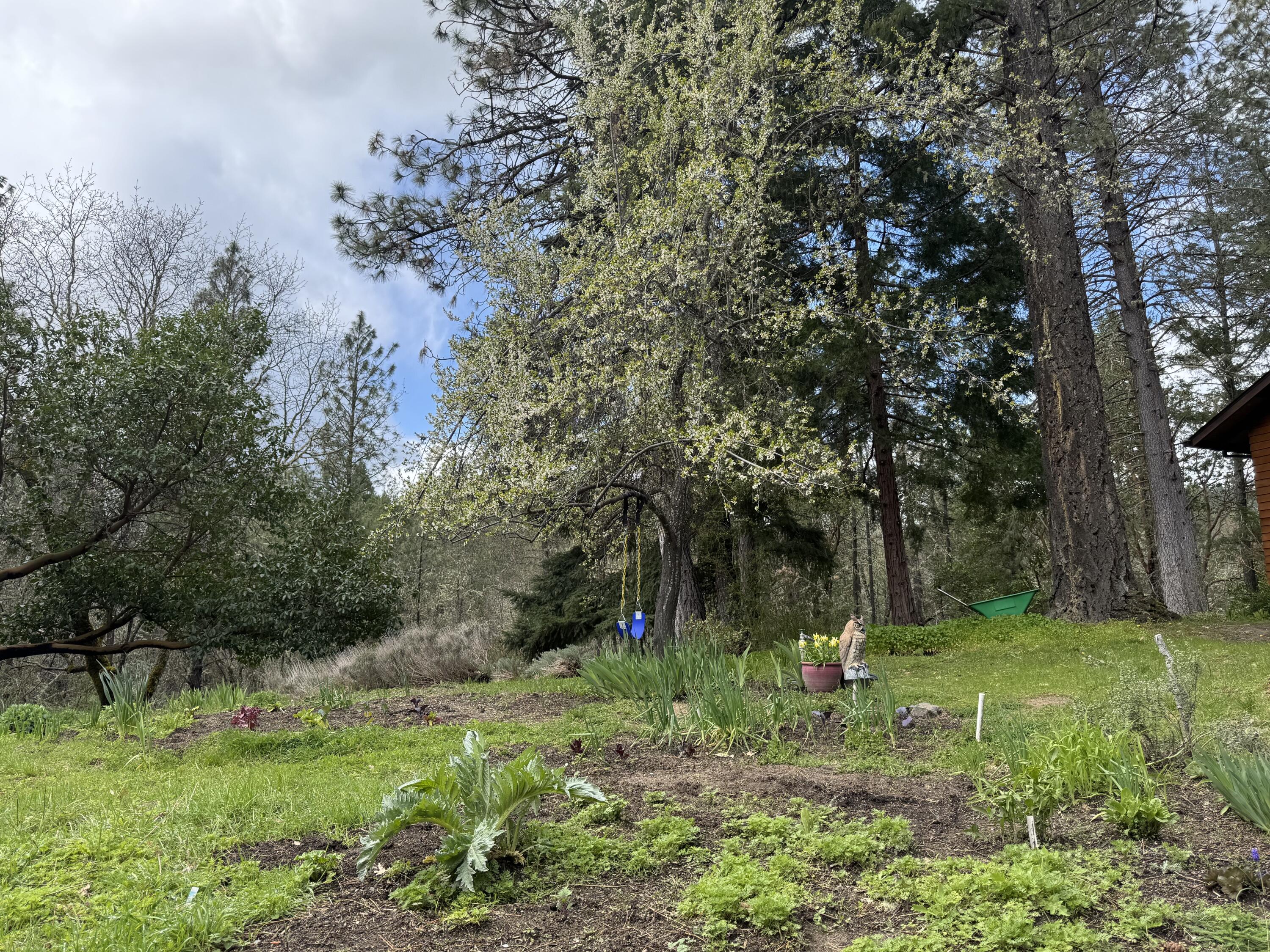 9355 Lower River Road Grants Pass, OR 97526 - Photo 30 of 41 a view of a tree in a garden