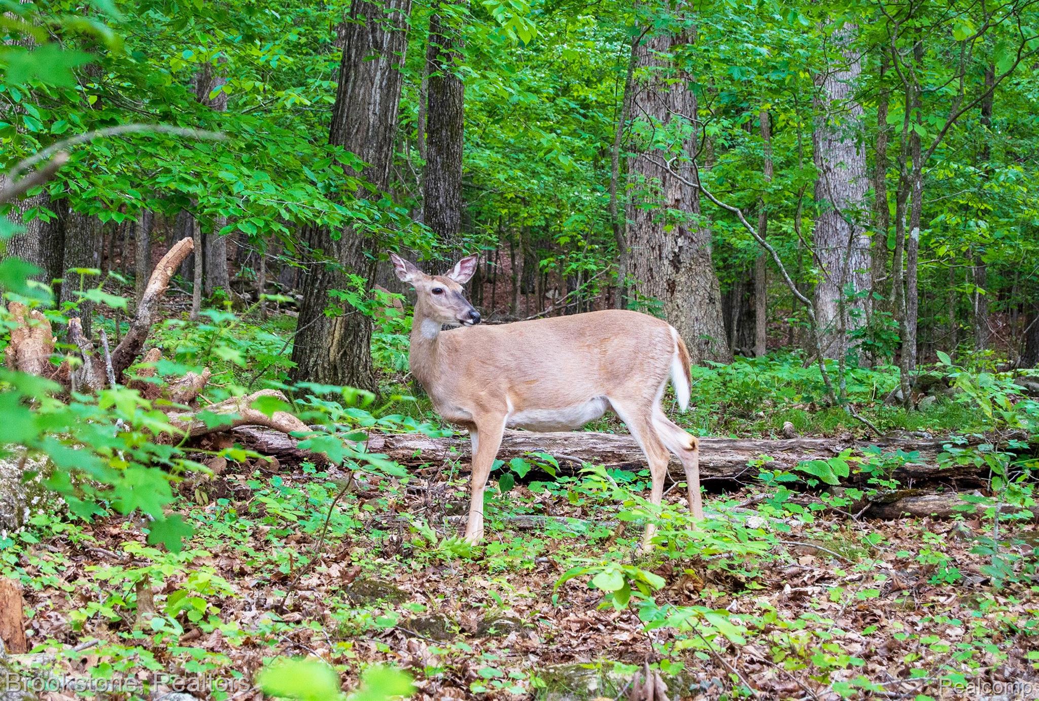 4188 Lakeshore Road Lexington, MI 48450 - Photo 8 of 10 deer.jpg