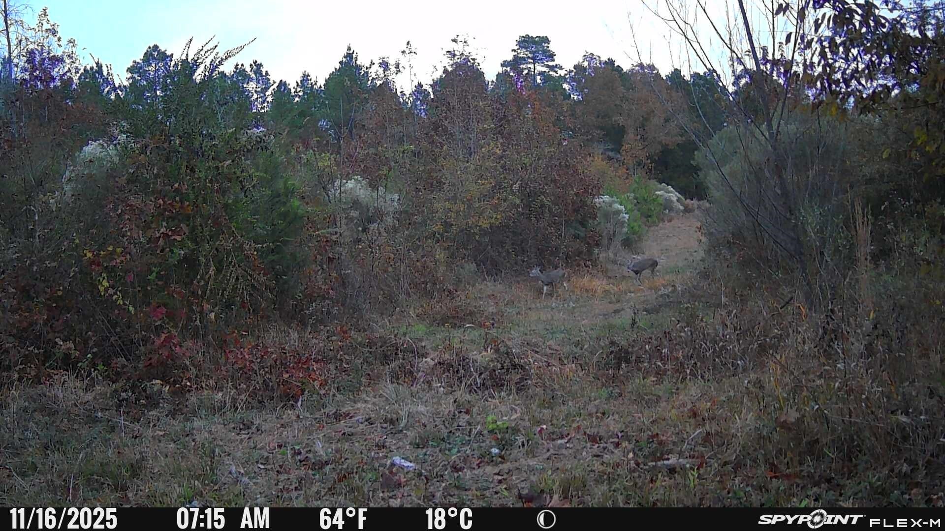 962 Cowpen Road Karnack, TX 75661 - Photo 19 of 21 Gallery Image 19