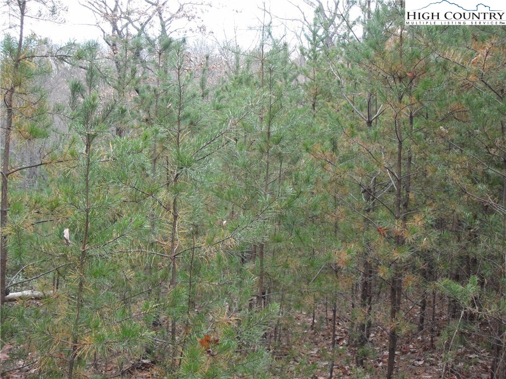 Lot 78 Buck Mountain Road Purlear, NC 28665 - Photo 4 of 16