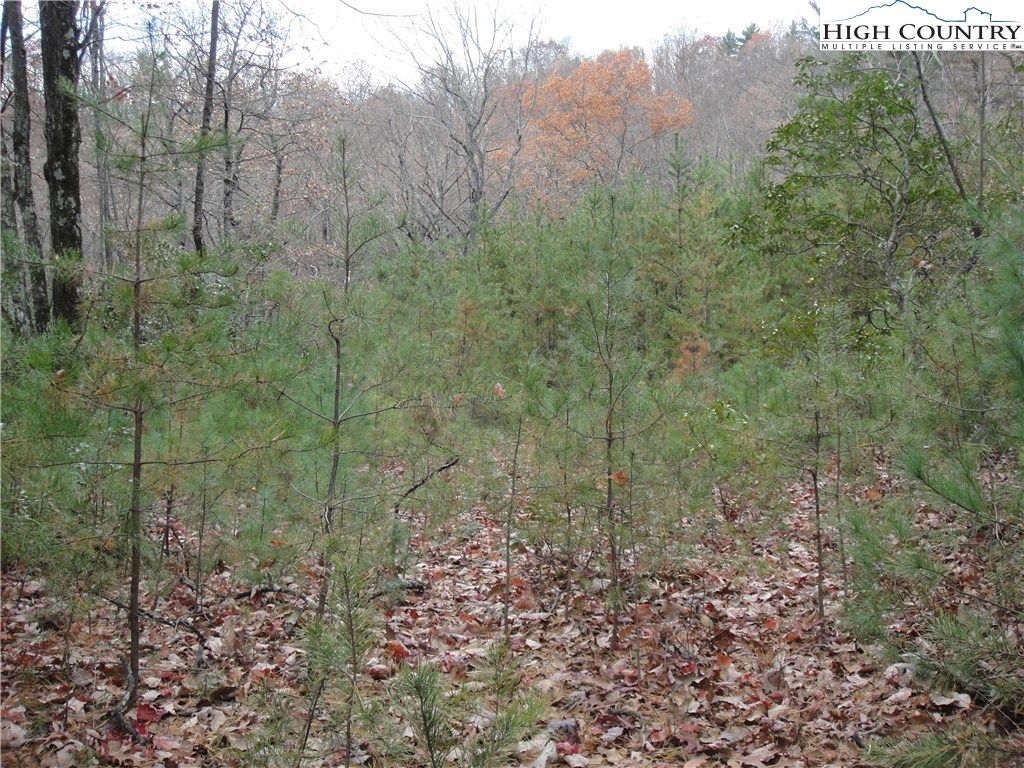 Lot 78 Buck Mountain Road Purlear, NC 28665 - Photo 6 of 16
