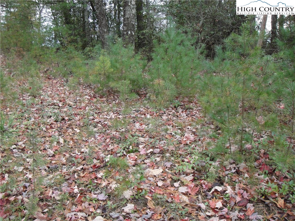Lot 78 Buck Mountain Road Purlear, NC 28665 - Photo 7 of 16