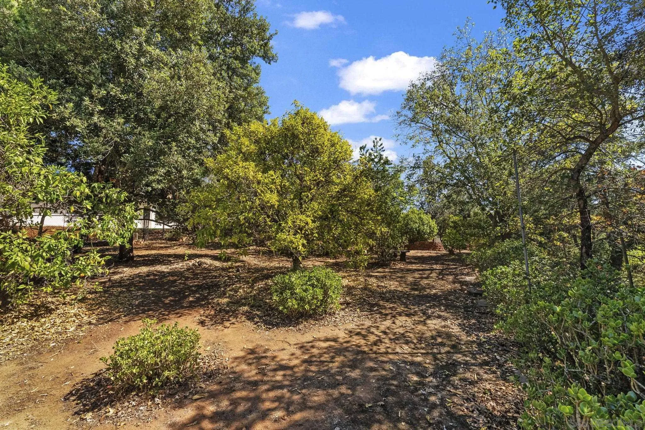 12830 Avenida La Valencia Poway, CA 92064 - Photo 43 of 47 a view of a yard with plants and large trees