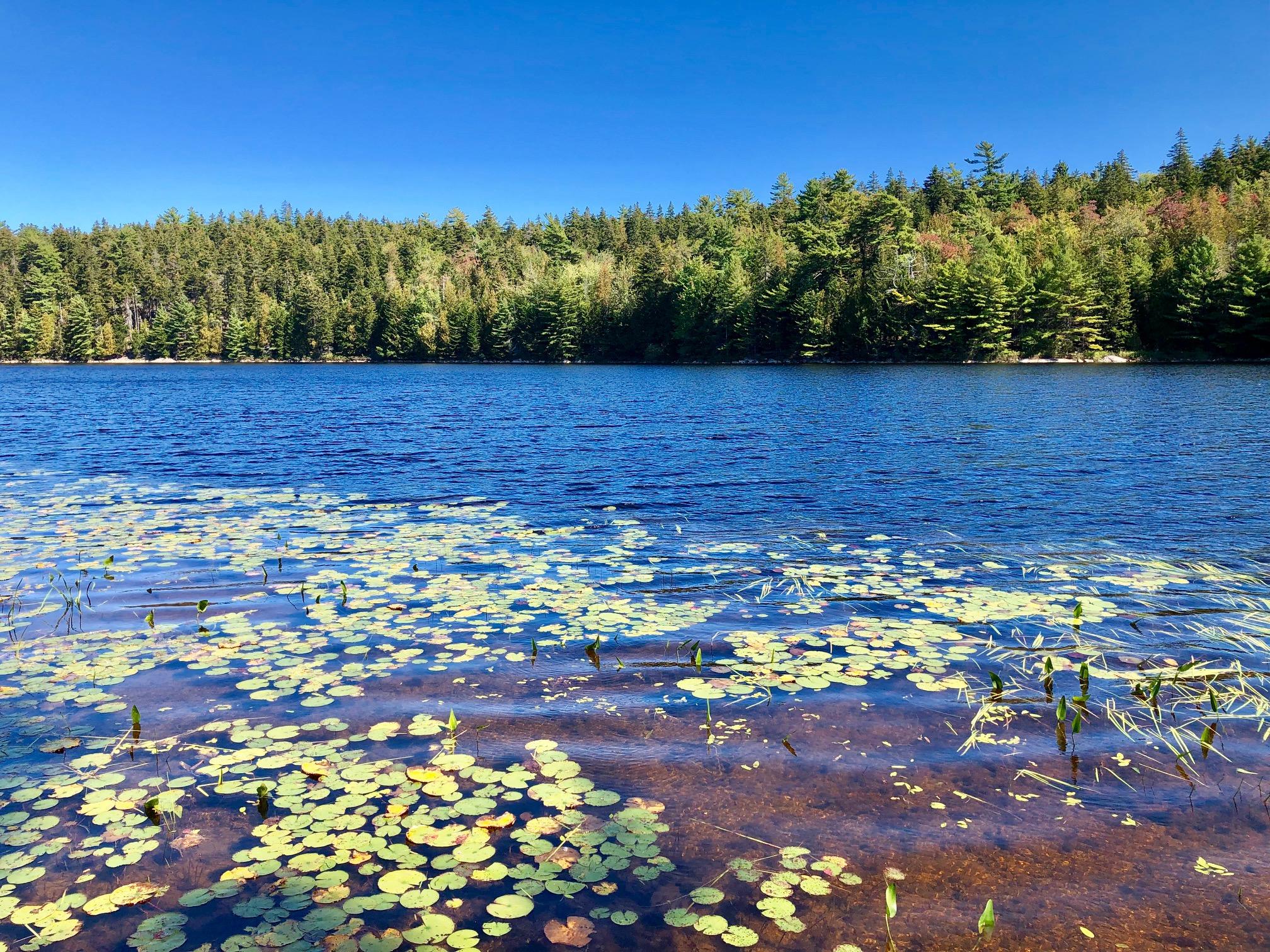 58 Daddy Johnny Road Tremont, ME 04674 - Photo 41 of 52 View at the edge of the pond