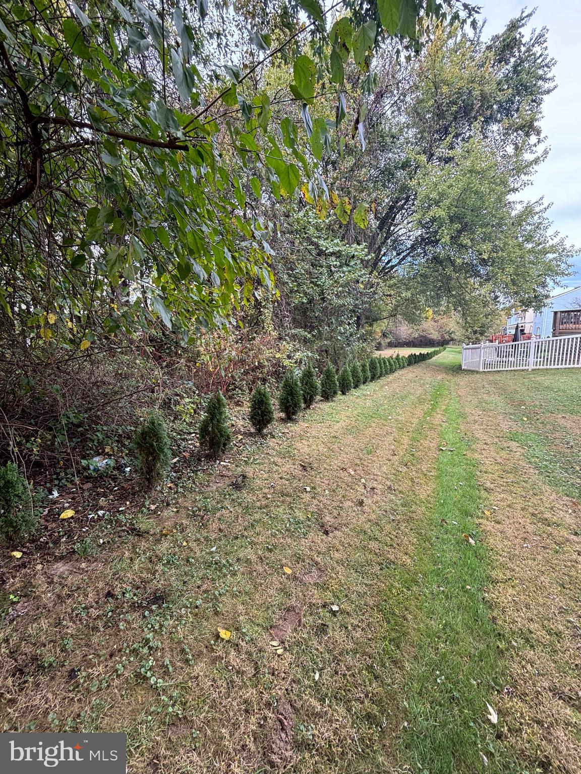 Right side property line w/ Green Giants planted.