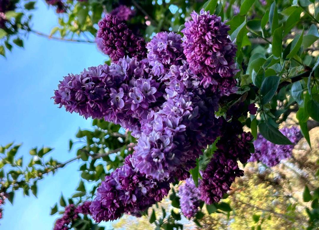 17867 Brewer Road Grass Valley, CA 95949 - Photo 35 of 77