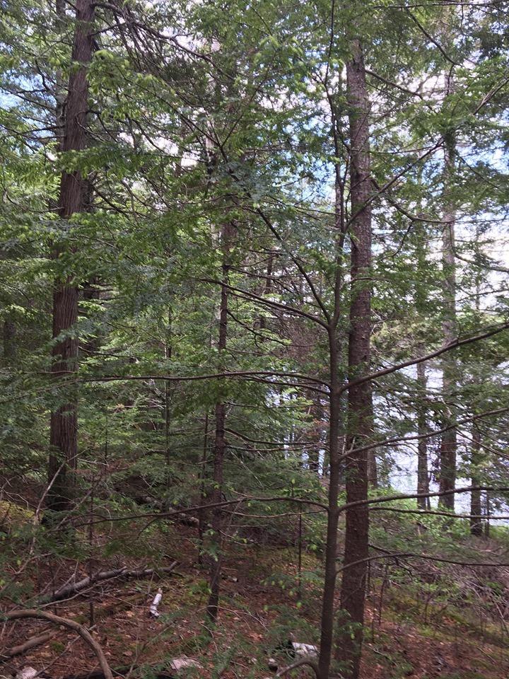Lot 515 Deer Haven Road Wesley, ME 04686 - Photo 5 of 11 65884215_354734931867146_730168607241981