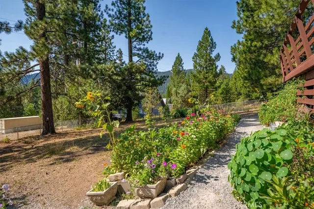 a view of a garden with plants