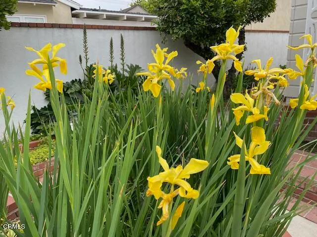 a view of outdoor space with a lot of plants