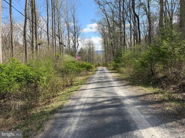 a yard with tall trees