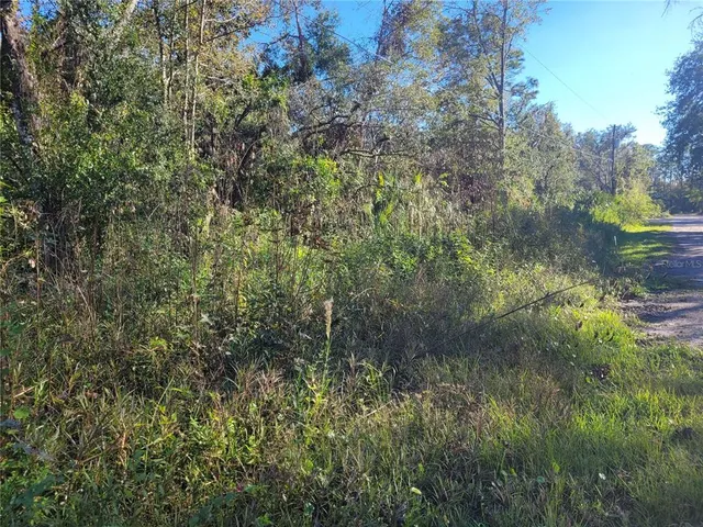 a view of a forest with a tree